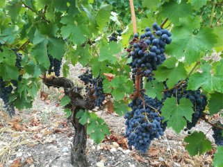 葡萄酒批發(fā)廠家怎么樣