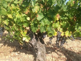 做紅酒生意代理紅酒哪個品牌呢